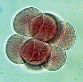blastula-8-cellig.jpg